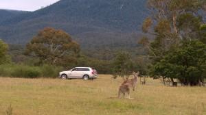 Volvo Automatische Tier Erkennung zur Vermeidung von Wildunfällen 2015 Känguru