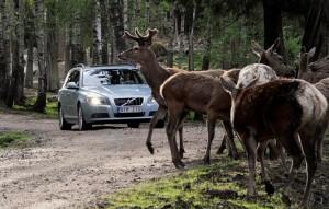 Volvo Automatische Tier Erkennung zur Vermeidung von Wildunfällen 2015 Wald