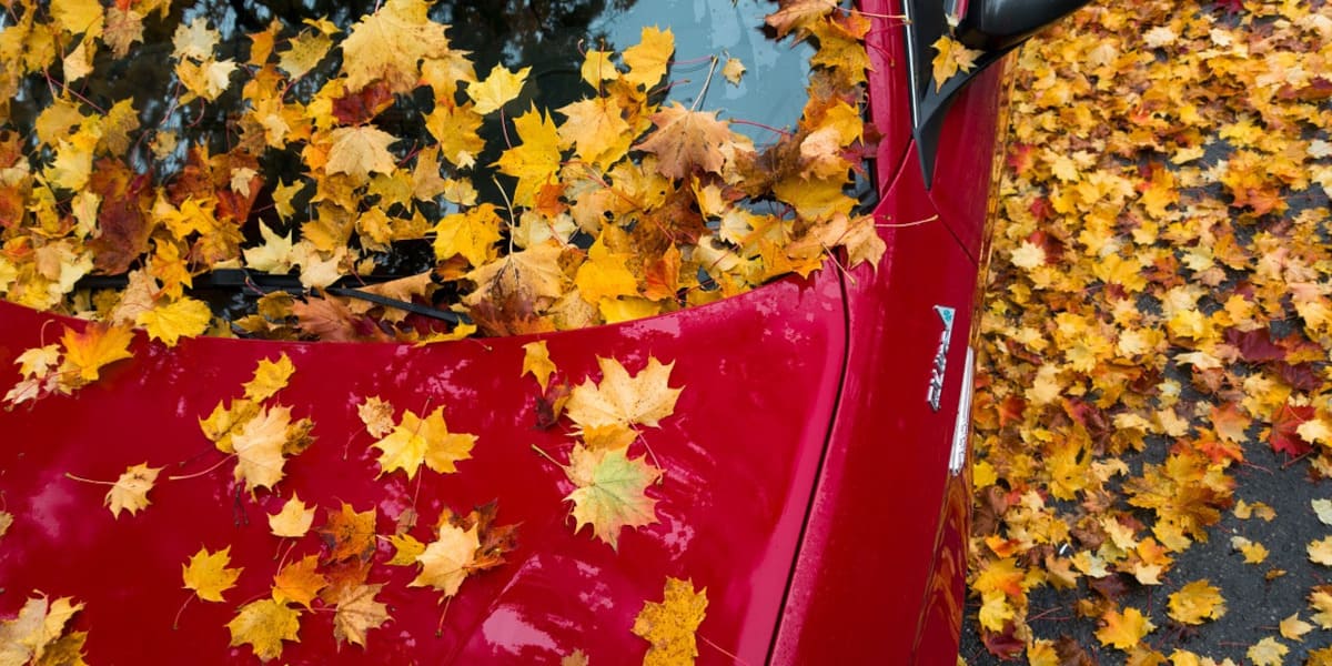 Auto Herbst Blätter