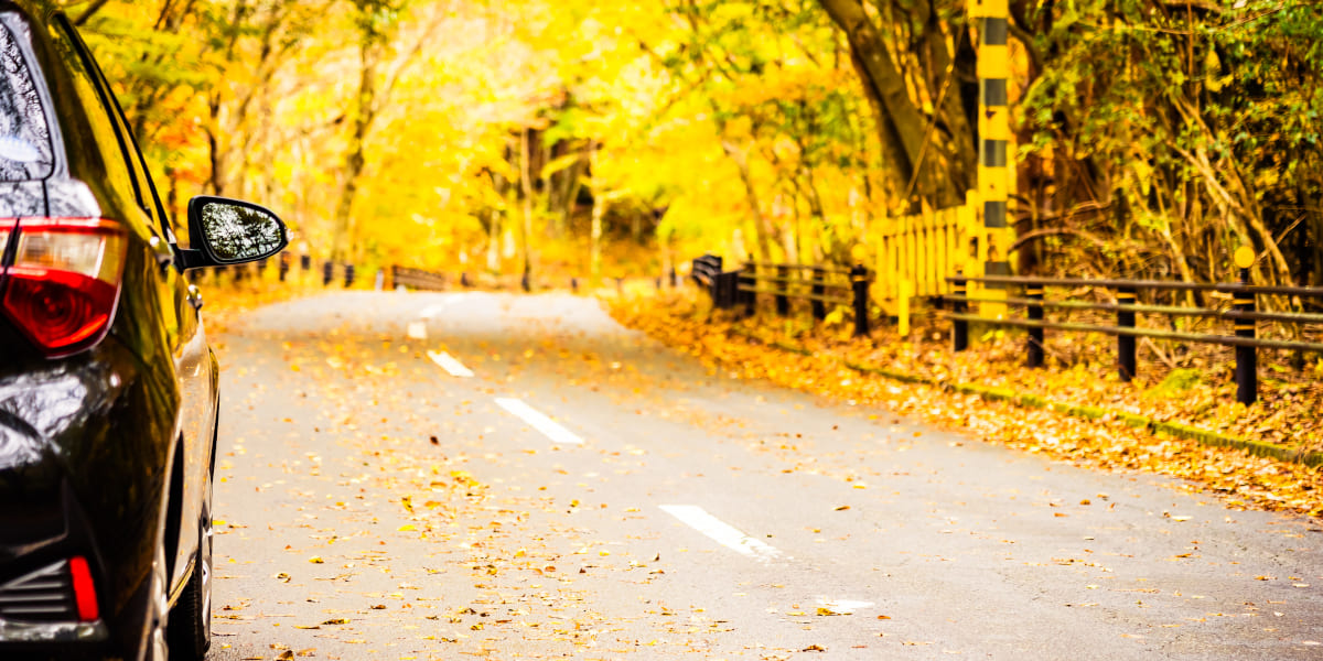 Herbst Auto Bäume Straße