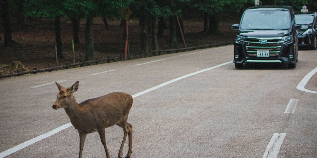 Wild Straße Auto Reh
