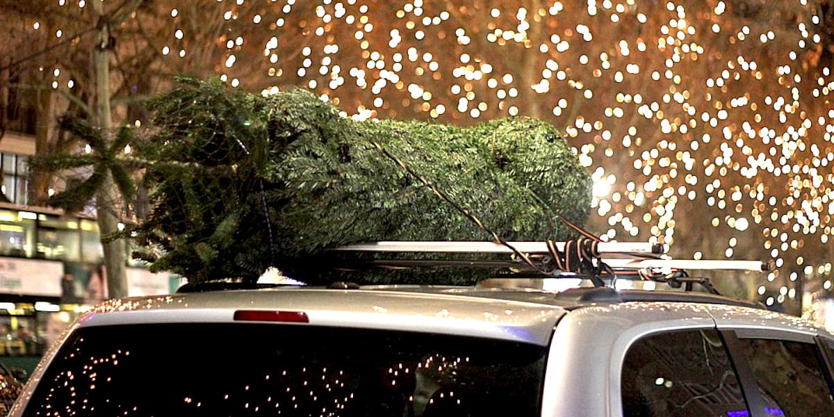 Weihnachtsbaum Auto Dach transportieren Pixabay