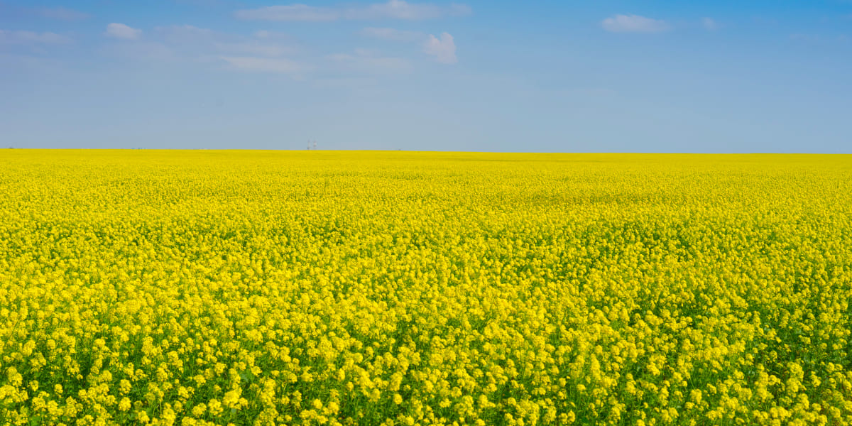 Raps Rapsfeld Vecteezy