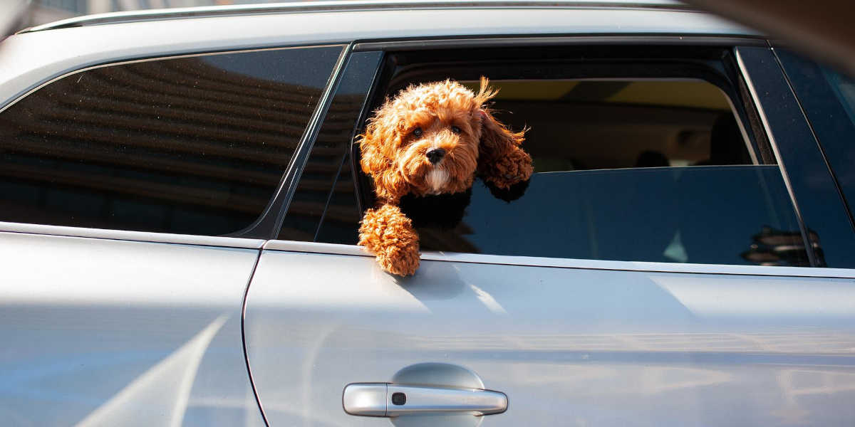 Hund Auto Pixabay