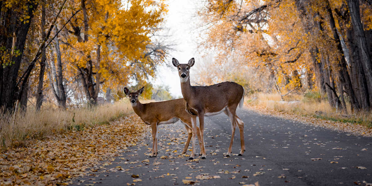 Rehe Straße Wild Wildunfall Herbst Wald Blätter